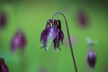 Güzel botanik fotoğrafı, doğal duvar kağıdı.