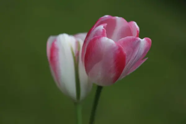 Bir lale çiçeğine yaklaş.