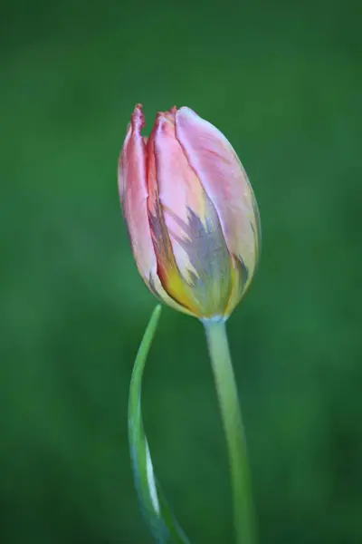 Bahçedeki güzel lale çiçekleri