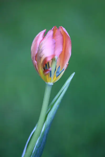 Bahçedeki güzel kırmızı lale