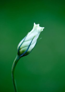 Bahçedeki güzel beyaz lale