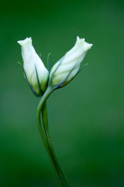 Koyu yeşil arka planda, tek bir beyaz gül çiçeğine yaklaş, yumuşak odak.