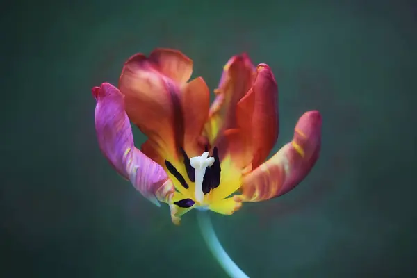 Yakın plan - lale yeşil arka plan, lale çiçeği, çiçek deseni, tasarım konsepti, bahar doğası