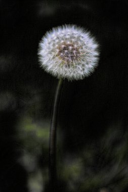 Karahindiba bahçede