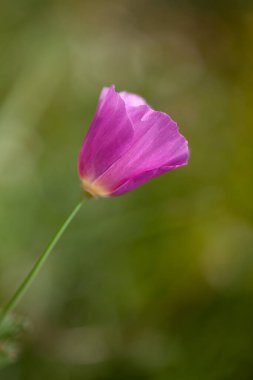 Güzel pembe bir çiçeğe yaklaş.