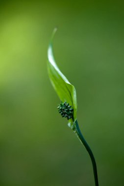 Güzel yeşil yaprakların manzarasını kapat