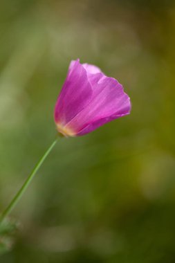 Bahçedeki pembe çiçeğin seçici odak noktası.