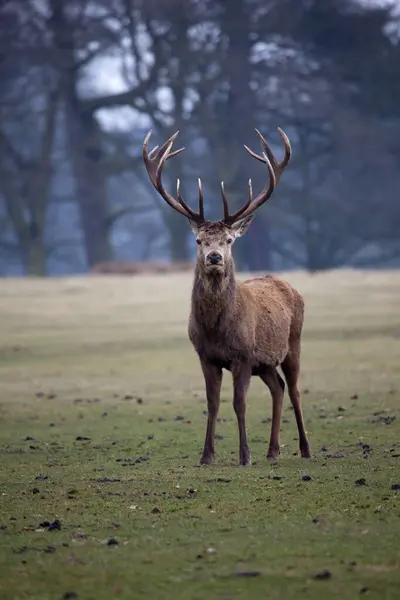 Rut Rut sırasında kırmızı geyik.