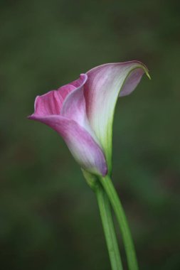 Güzel botanik fotoğrafı, doğal duvar kağıdı.