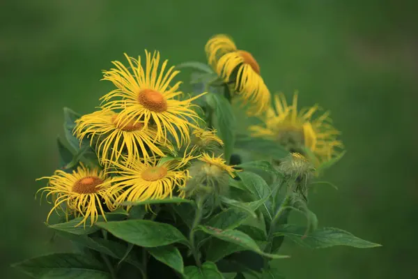 Güzel botanik fotoğrafı, doğal duvar kağıdı.