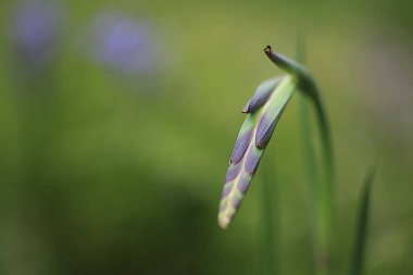 Güzel botanik fotoğrafı, doğal duvar kağıdı.