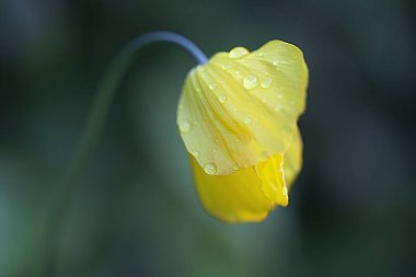 Yaklaş - güzel bir çiçeğe