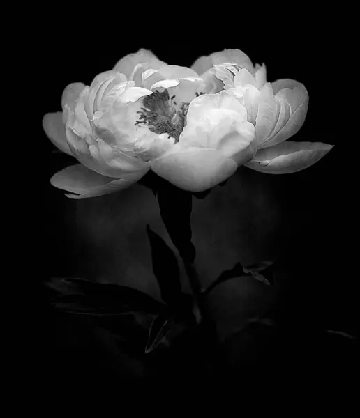 Siyah arka planda güzel beyaz şakayık çiçeği. Kapat - kapat.