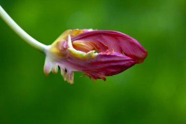Güzel botanik fotoğrafı, doğal duvar kağıdı.