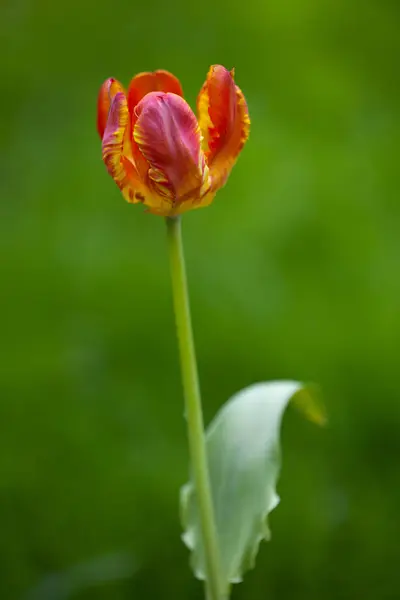 Bahçedeki güzel kırmızı lale çiçeği