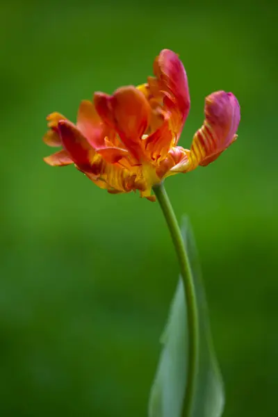 Bahçedeki kırmızı lale