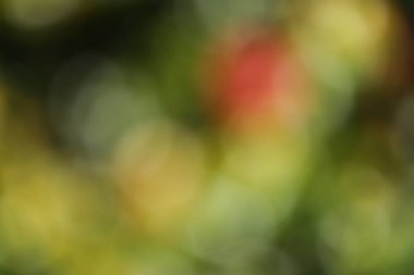 Sarı, kırmızı ve yeşil yaprakların bulanık arkaplanı