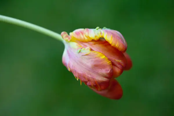 Baharda bahçede kırmızı lale.