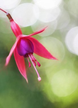 Güzel pembe orkide çiçeği