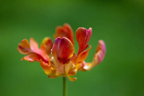 Bahçedeki bir çiçeğe yaklaş