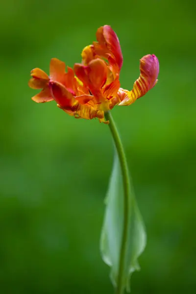 Bahçede yetişen güzel çiçekler