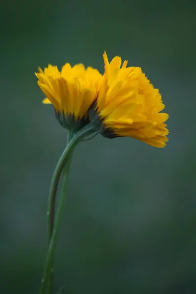 Bahçedeki güzel sarı çiçek