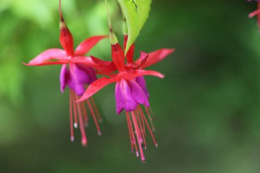 Bahçedeki kırmızı çiçekler