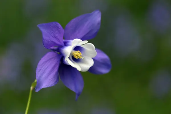 Bahçedeki mavi çiçek