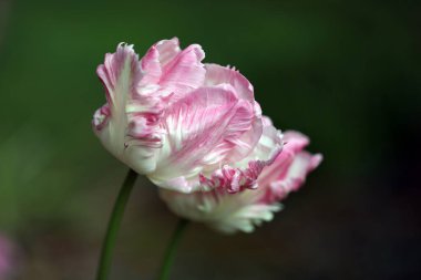 İnanılmaz yumuşak çiçeklere yakın.