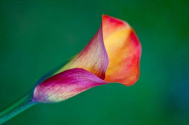 Bir çiçeğe yaklaş.