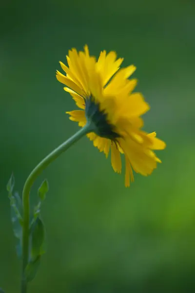 Bahçedeki güzel çiçekler