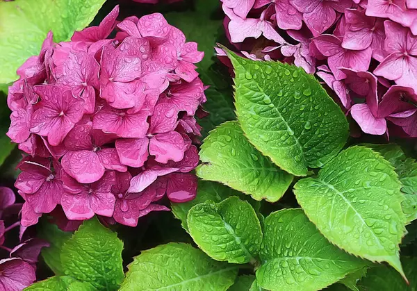 Ortanca çiçeği, ortanca macrophylla, ortanca, ortanca, ortanca, ortanca, ortanca