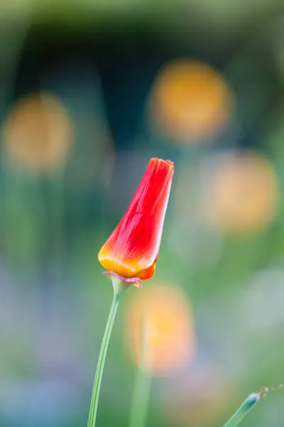 kırmızı lale Çiçek Bahçe