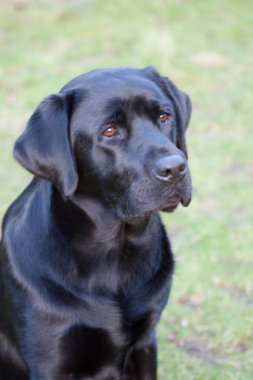 Labrador Labrador Bahçede