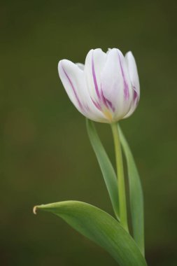 Bahçede güzel bahar çiçekleri