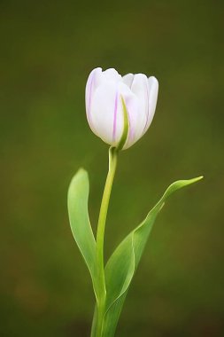 Bahçedeki güzel laleler