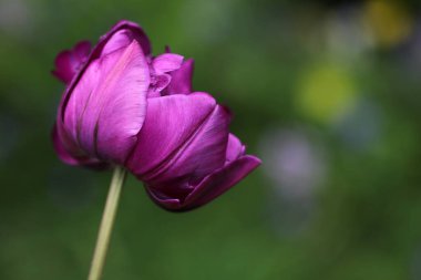 Güzel botanik fotoğrafı, doğal duvar kağıdı.