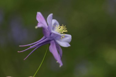 Bahçedeki güzel çiçekler