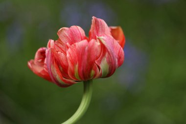 Güzel kırmızı çiçeğin yakın plan çekimi.