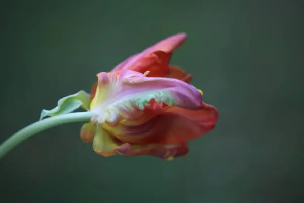 Güzel botanik fotoğrafı, doğal duvar kağıdı.