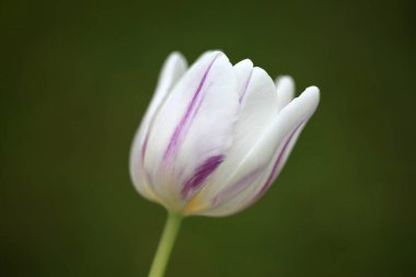 Bir lale çiçeğine yaklaş.