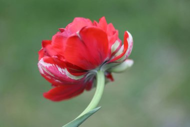 Bahçedeki güzel kırmızı lale