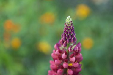 Bahçedeki güzel çiçekler