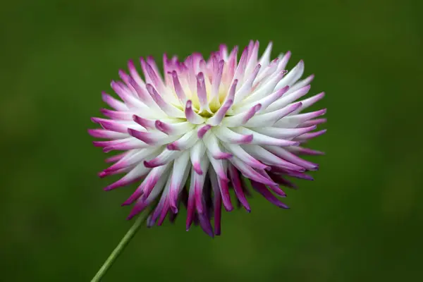 Bahçedeki güzel pembe çiçek