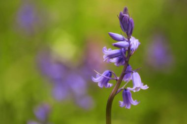 İlkbaharda mor sümbüllerin yakın çekimi.