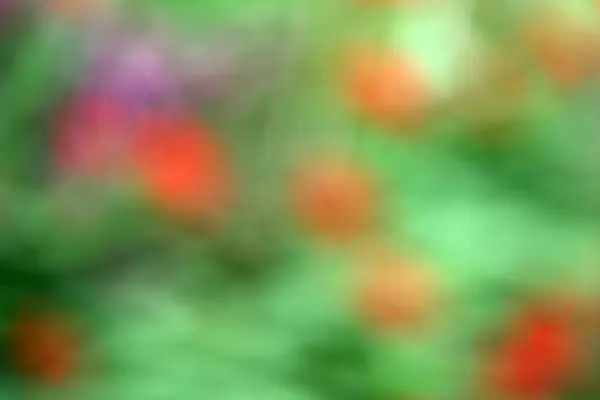 Renkli çiçeklerin bulanık arkaplanı, soyut arkaplan