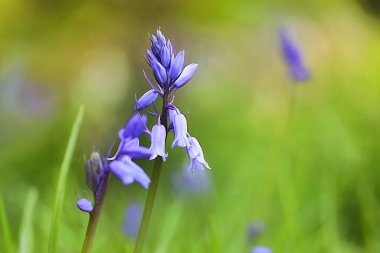 Çiçek açan çiçeklerin yakın görünümü