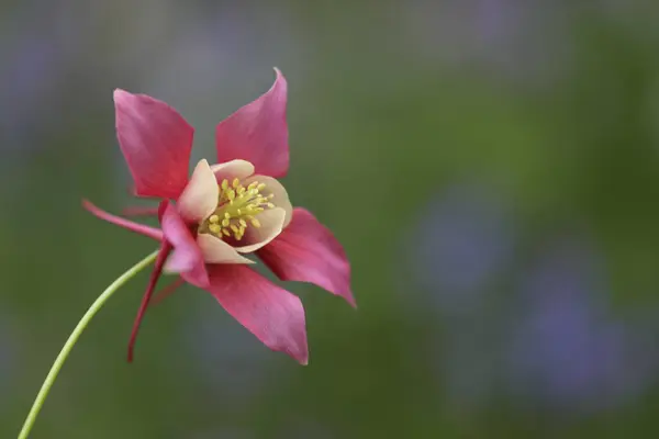 Bahçedeki güzel çiçekler