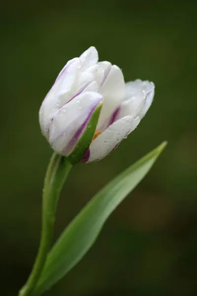 Bahçedeki güzel çiçekler