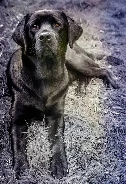 Labrador retriever köpek portre